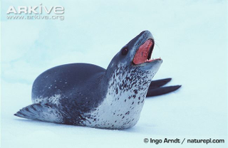 Illustration for article titled Pinnipednesday - Hydrurga leptonyx Edition